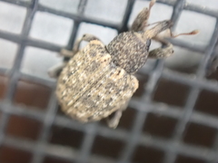 Pheloconus cribricollis