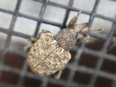 Pheloconus cribricollis