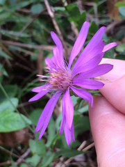 Symphyotrichum pratense