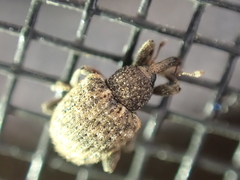 Pheloconus cribricollis