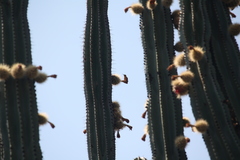 Leucolia violiceps