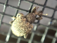 Pheloconus cribricollis