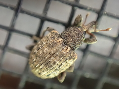 Pheloconus cribricollis