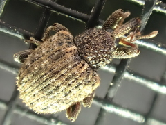 Pheloconus cribricollis