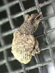 Pheloconus cribricollis