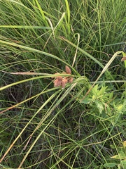 Bolboschoenus robustus