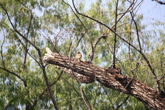Glaucidium