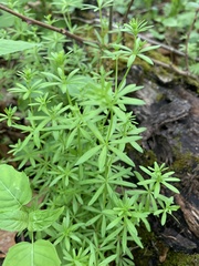 Galium concinnum