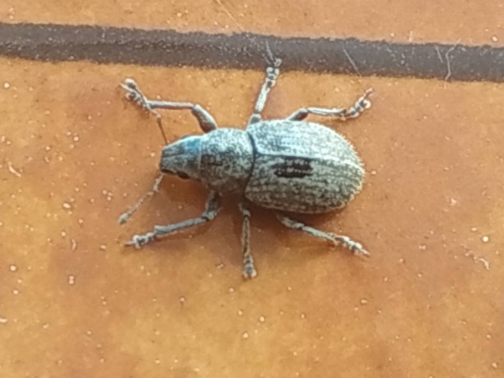 Asymmathetes pascoei