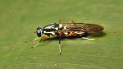Raphiocera