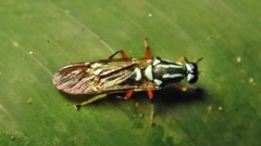 Raphiocera