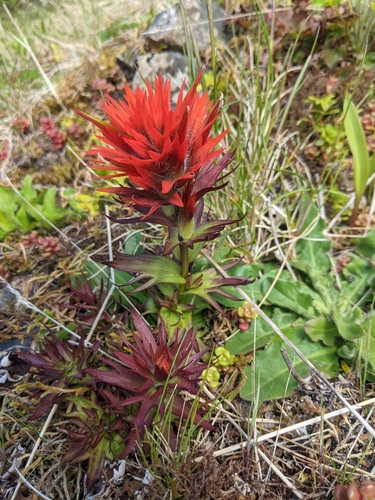Chambers' Paintbrush (Castilleja chambersii)