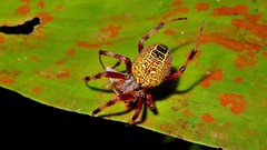 Araneus venatrix