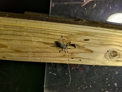 Acanthocinus nodosus