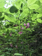 Weigela praecox