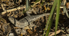 Sceloporus occidentalis