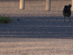 Malurus cyaneus cyaneus