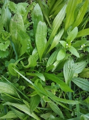 Plantago lanceolata