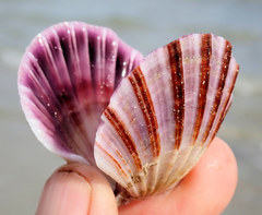 Queen Scallop - Photo (c) Warwick Moyse, some rights reserved (CC BY-NC), uploaded by Warwick Moyse
