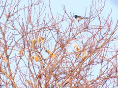 Malurus cyaneus cyaneus