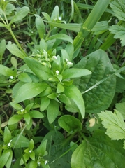 Myosotis sparsiflora
