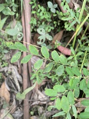 Phyllanthus similis