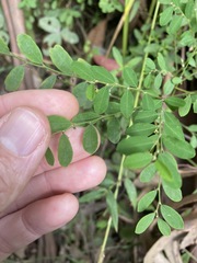 Phyllanthus similis