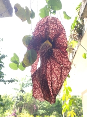 Aristolochia gigantea