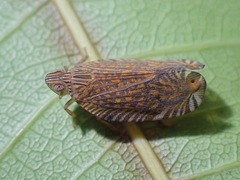 Lophopidae