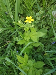 Geum urbanum