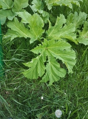 Heracleum sosnowskyi