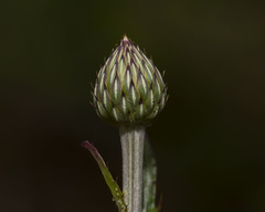 Cirsium lecontei