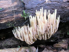 Ramaria stricta image