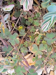 Oxalis californica