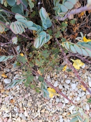 Oxalis californica