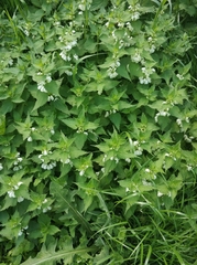 Lamium album
