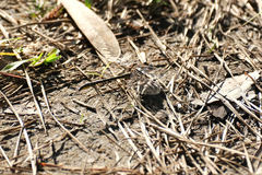 Phanogomphus oklahomensis