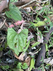 Dioscorea transversa