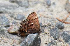 Callophrys lanoraieensis