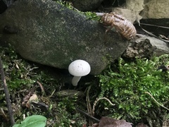 Pseudoomphalina compressipes