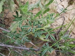Dalea prostrata