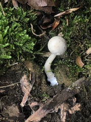 Pseudoomphalina compressipes