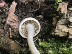 Pseudoomphalina compressipes