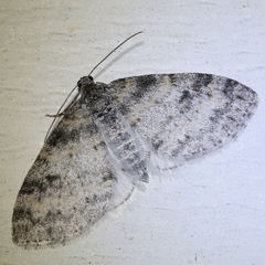 Lobophora