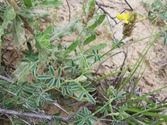 Dalea prostrata