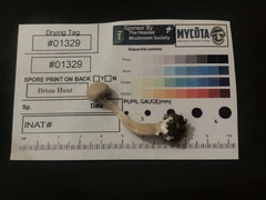 Pseudoomphalina compressipes