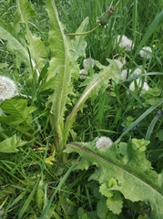 Cichorium intybus