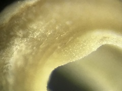 Pseudoomphalina compressipes