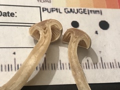 Pseudoomphalina compressipes