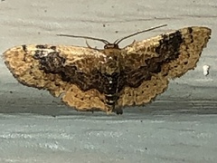 Leptostales ferruminaria